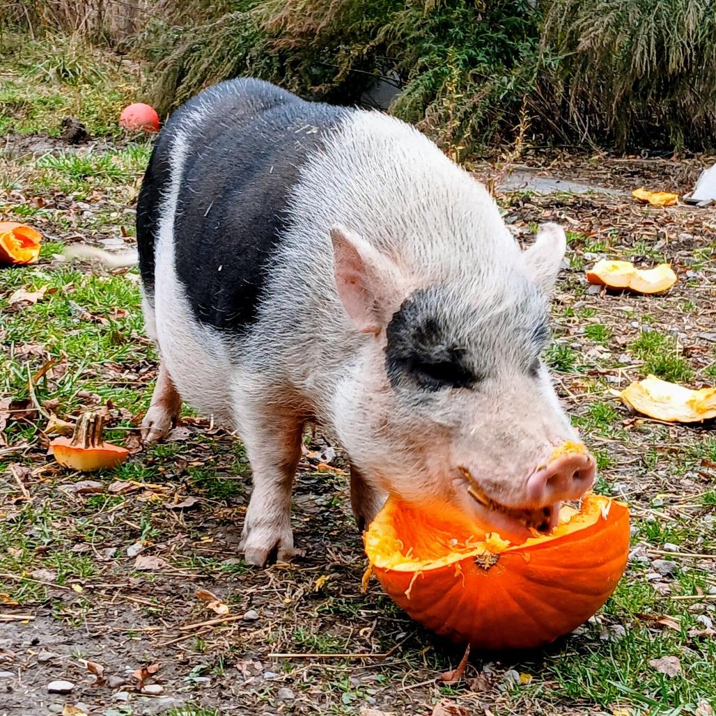 Timothy, a Adoptable Vietnamese Pot Bellied in Fairport, NY image 4/5