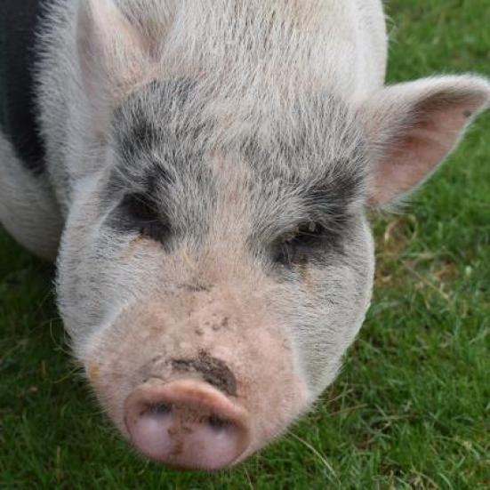 Timothy, a Adoptable Vietnamese Pot Bellied in Fairport, NY image 5/5