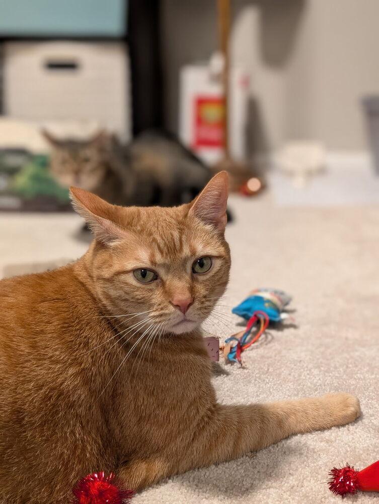 Johnny, Adoptable, Adult Male Domestic Short Hair.