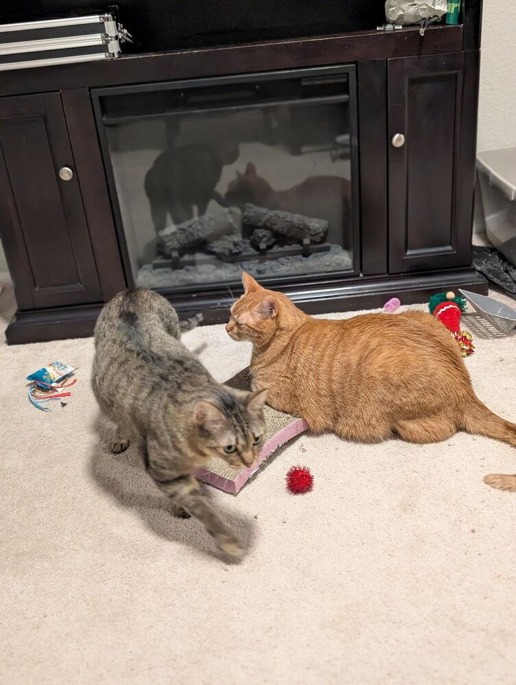 Enlarge Johnny, a Adoptable mixed breed in Carrollton, VA image 2/6