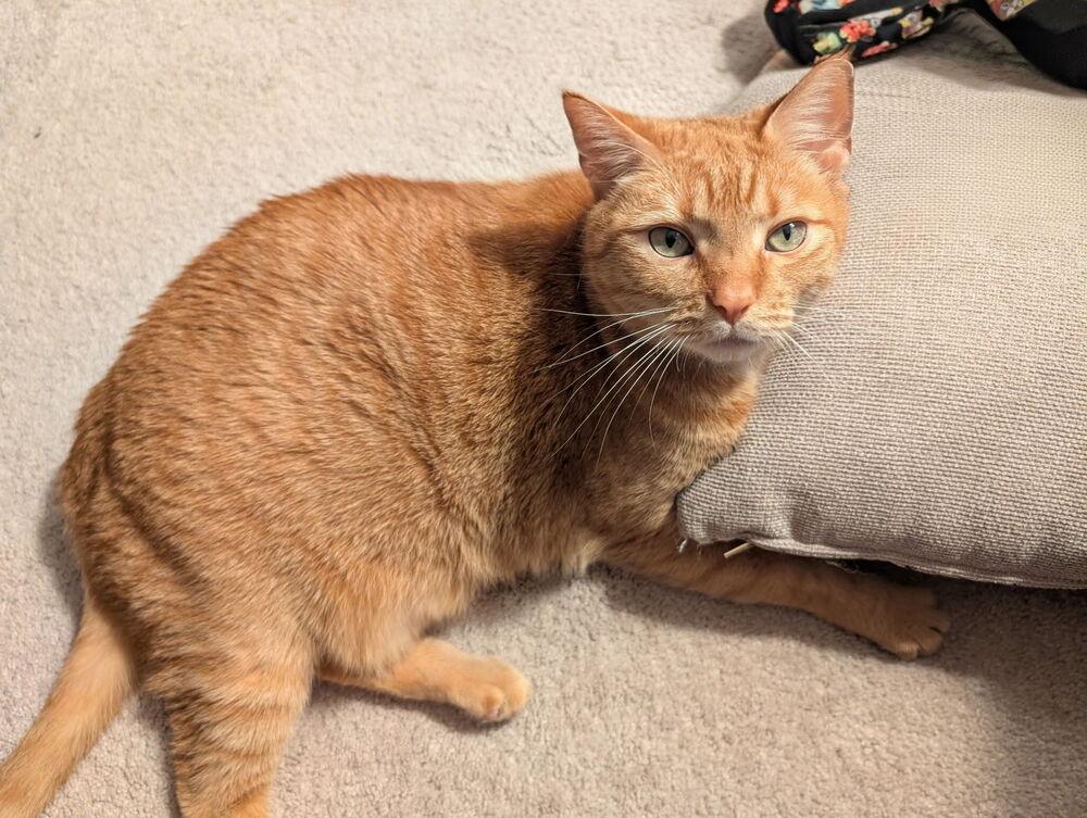 Enlarge Johnny, a Adoptable mixed breed in Carrollton, VA image 3/6