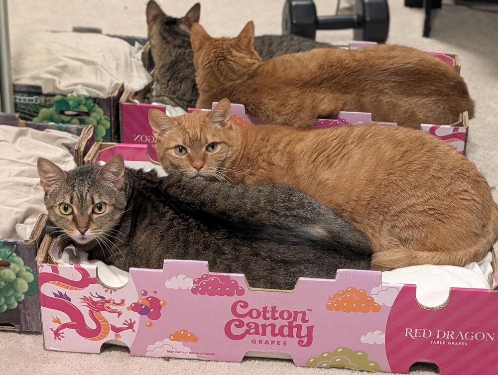 Enlarge Johnny, a Adoptable mixed breed in Carrollton, VA image 4/6