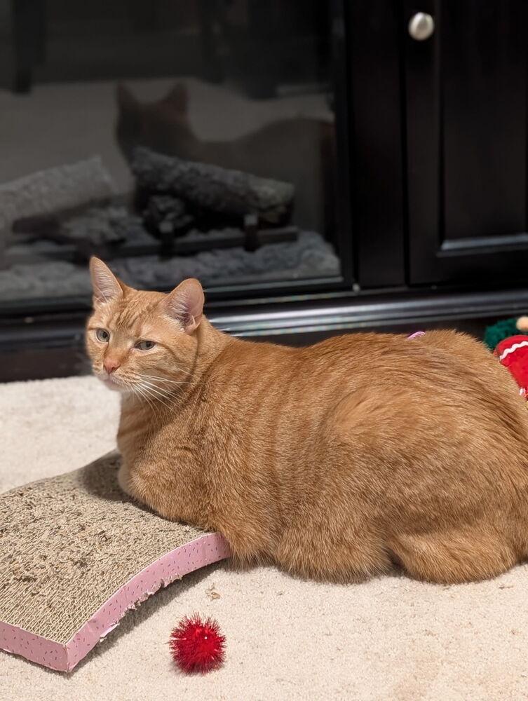 Enlarge Johnny, a Adoptable mixed breed in Carrollton, VA image 5/6