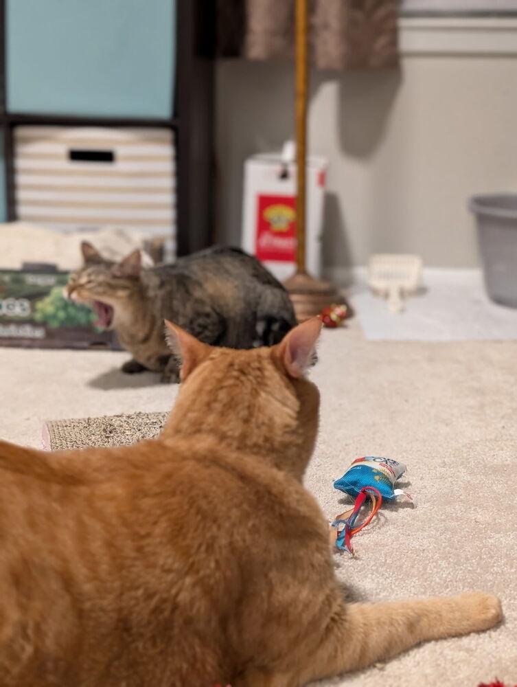 Enlarge Johnny, a Adoptable mixed breed in Carrollton, VA image 6/6