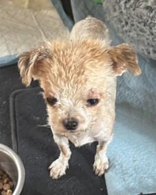 Bo, ADOPTABLE, Adult Male Maltese & Miniature Poodle.