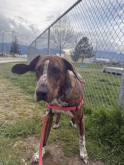 Enlarge Tip, a ADOPTABLE mixed breed in Hamilton, MT image 5/6