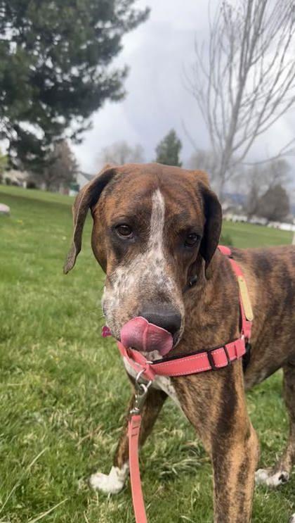 Enlarge Tip, a ADOPTABLE mixed breed in Hamilton, MT image 1/6
