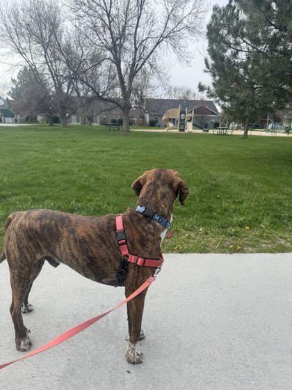 Enlarge Tip, a ADOPTABLE mixed breed in Hamilton, MT image 4/6