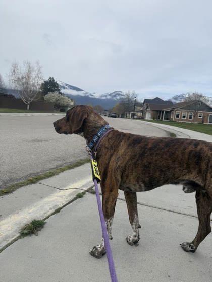 Enlarge Tip, a ADOPTABLE mixed breed in Hamilton, MT image 3/6