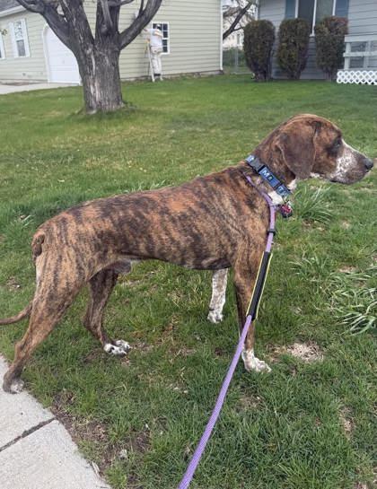 Enlarge Tip, a ADOPTABLE mixed breed in Hamilton, MT image 2/6