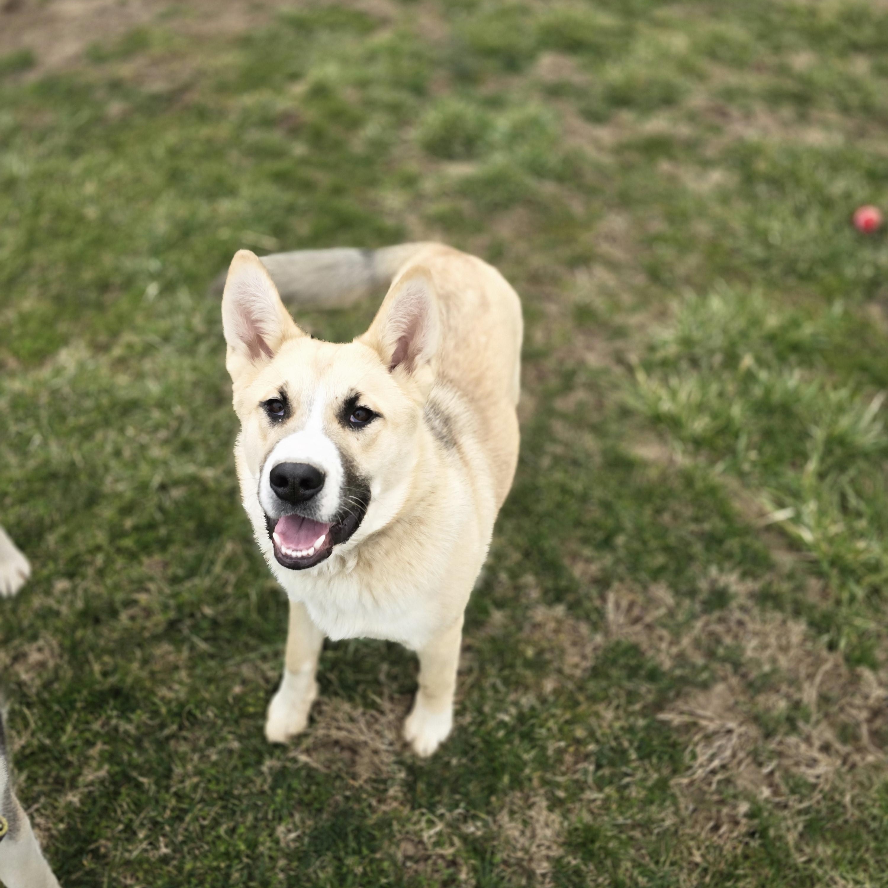 Randy, adoptable, Young Male Husky.