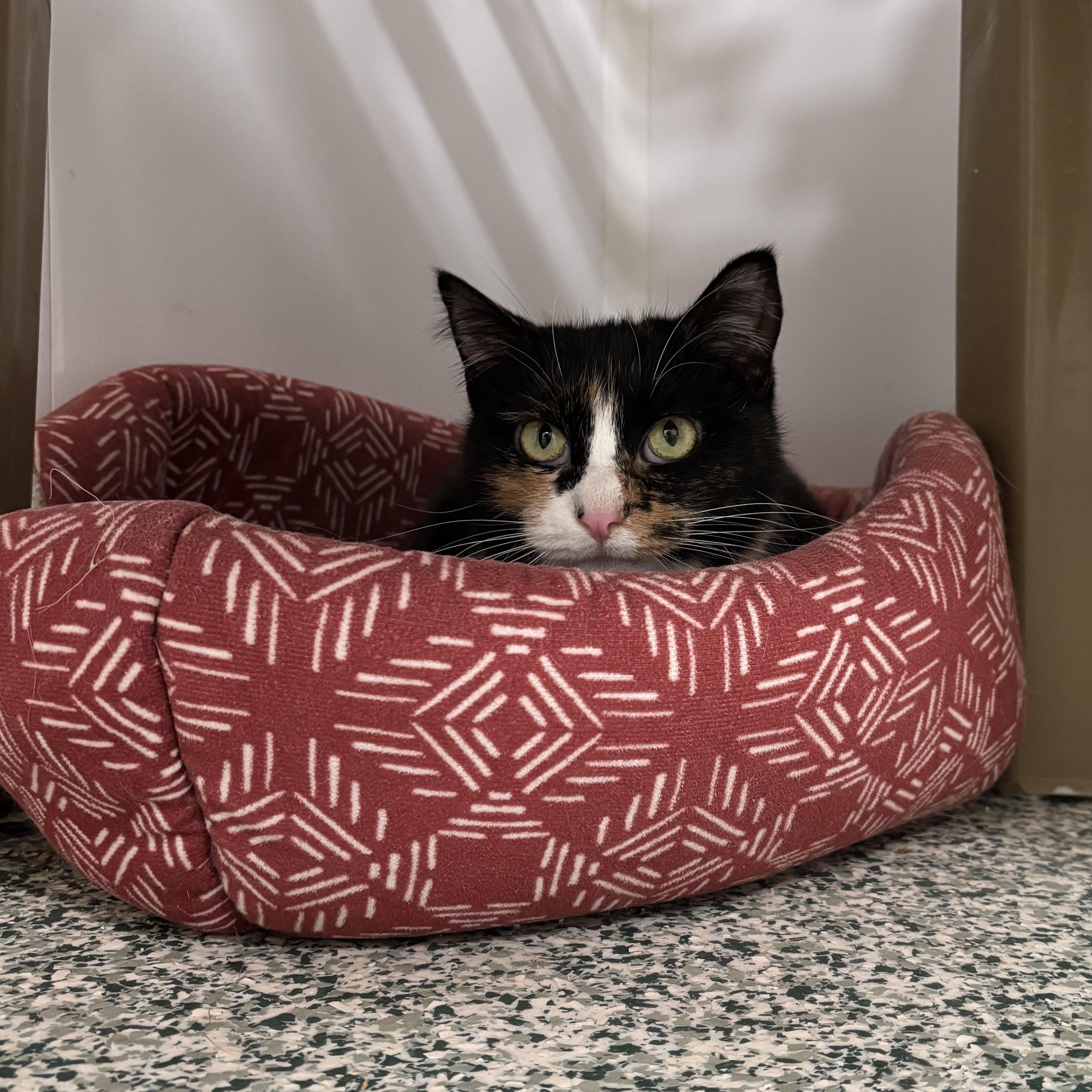 Aneta, Adoptable, Adult Female Domestic Short Hair.
