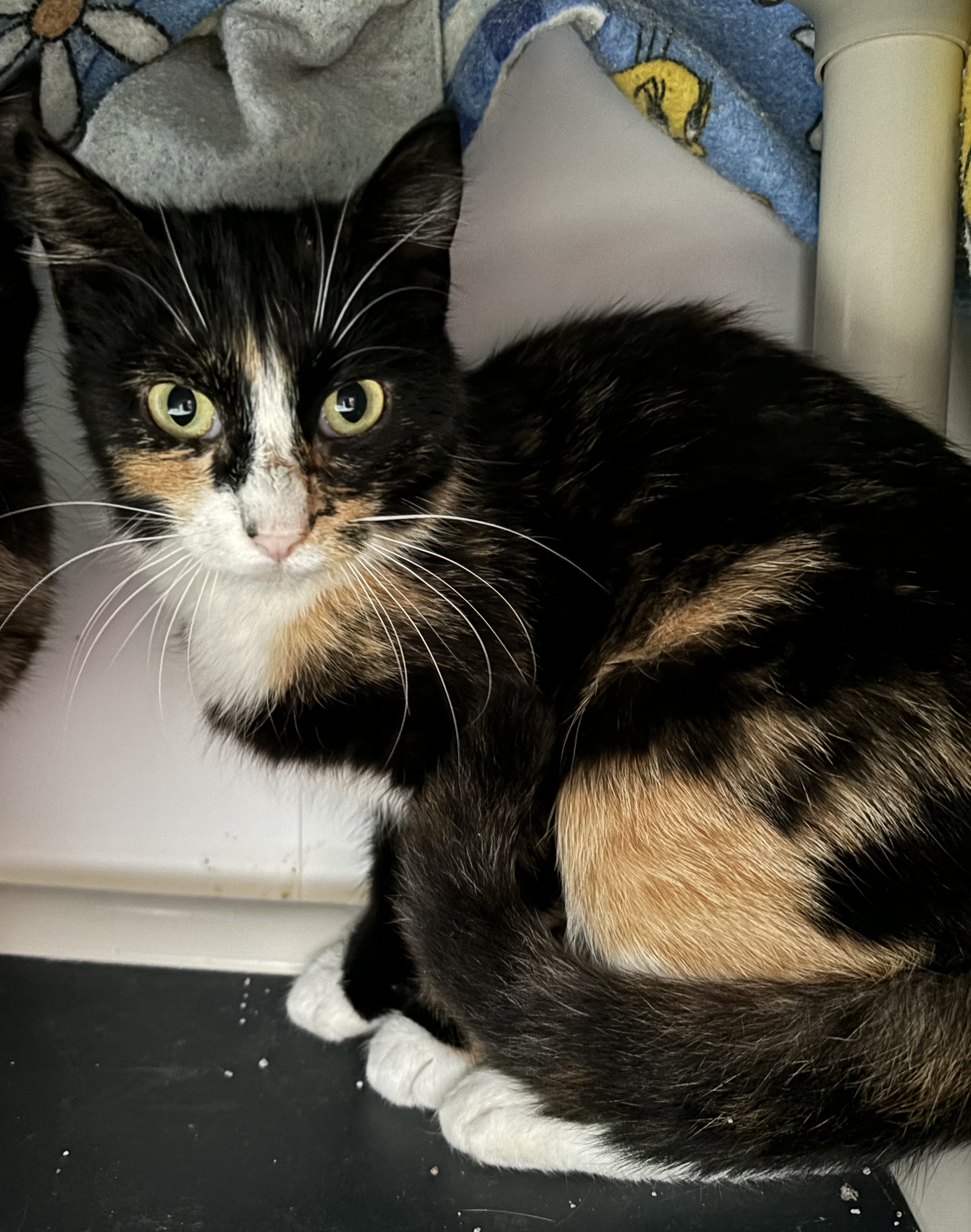 Enlarge Aneta, a Adoptable Domestic Short Hair in Richland Center, WI image 2/2