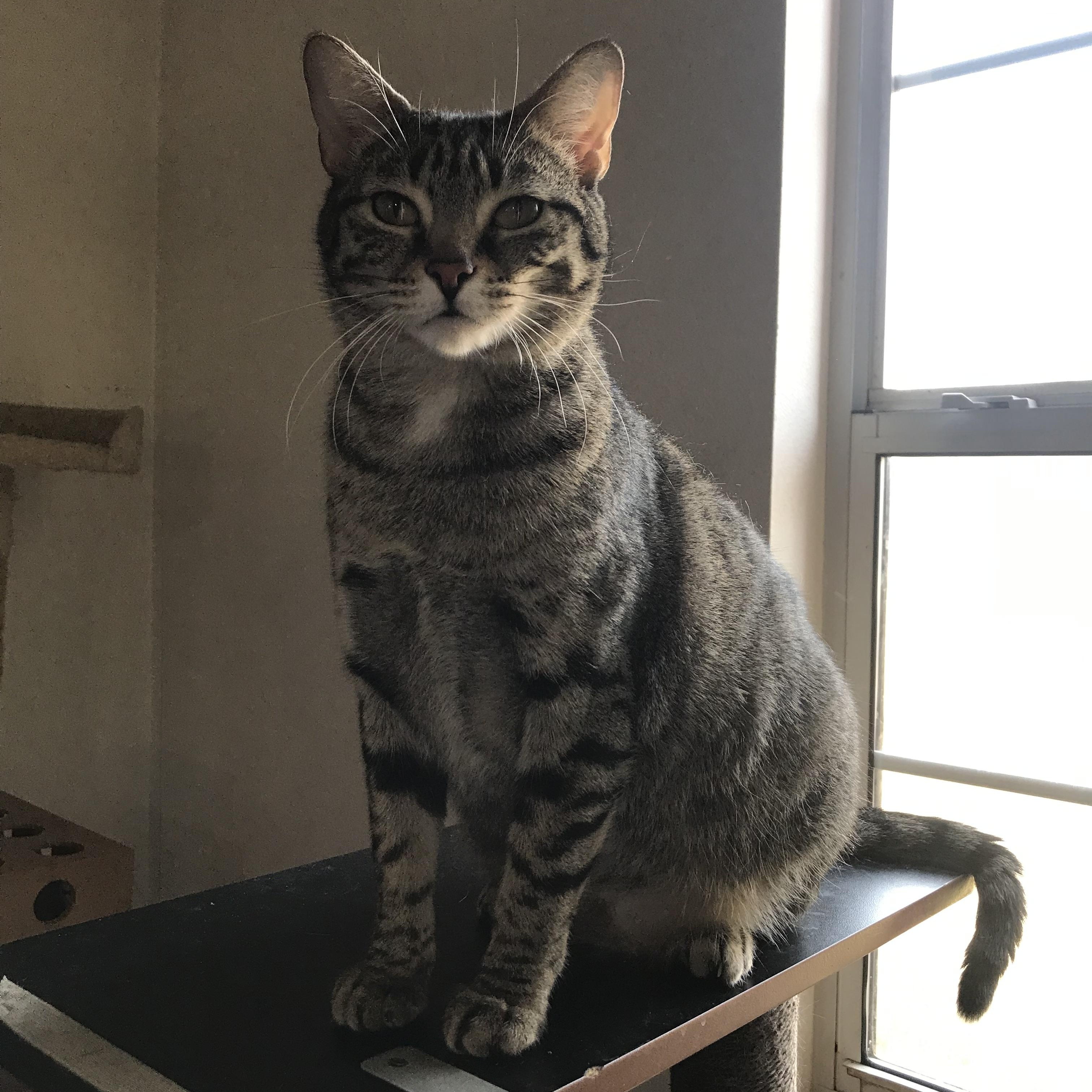 Momma Milly, ADOPTABLE, Adult Female Domestic Short Hair.