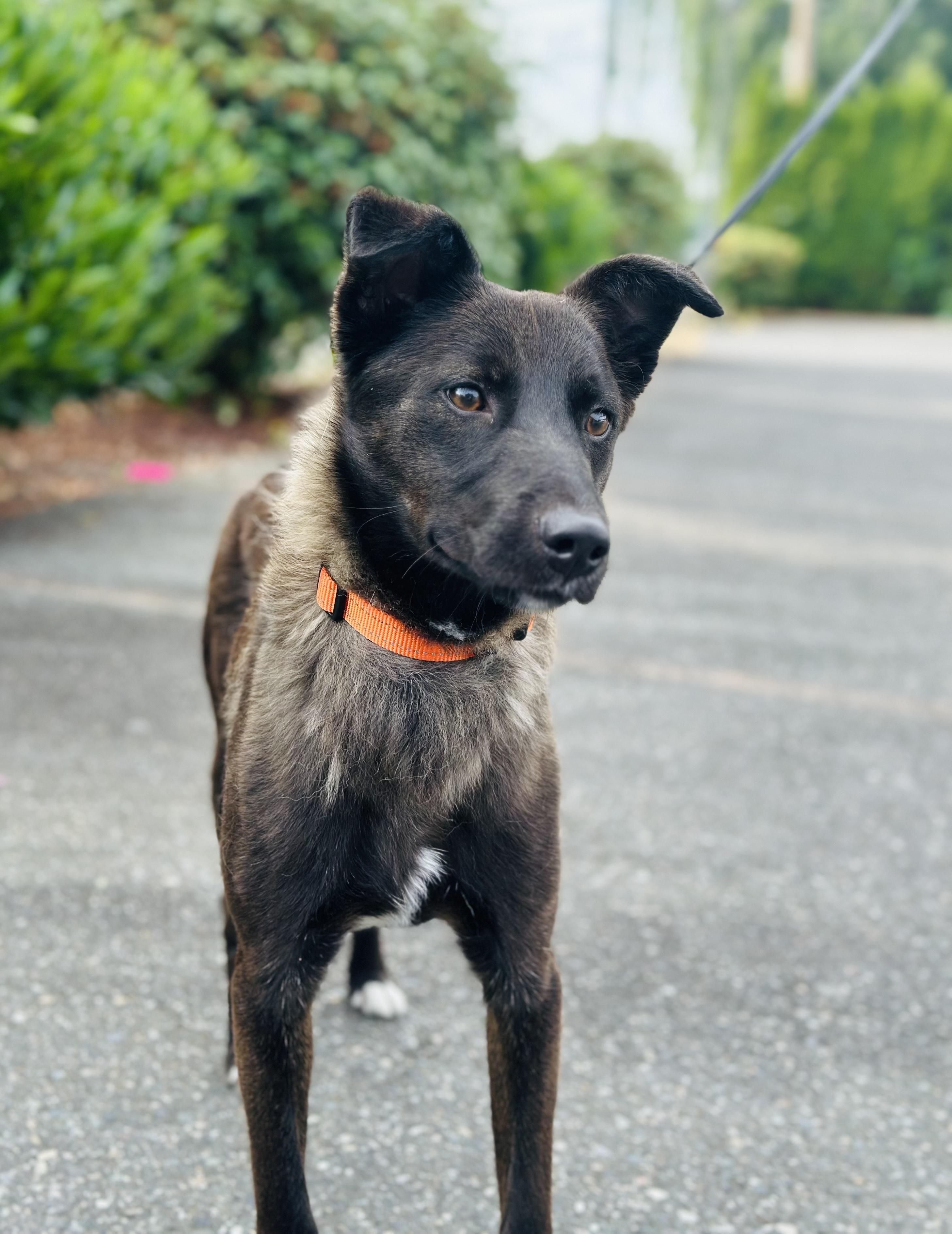 Rook, a Adoptable Belgian Shepherd / Malinois in Vancouver, WA image 3/6