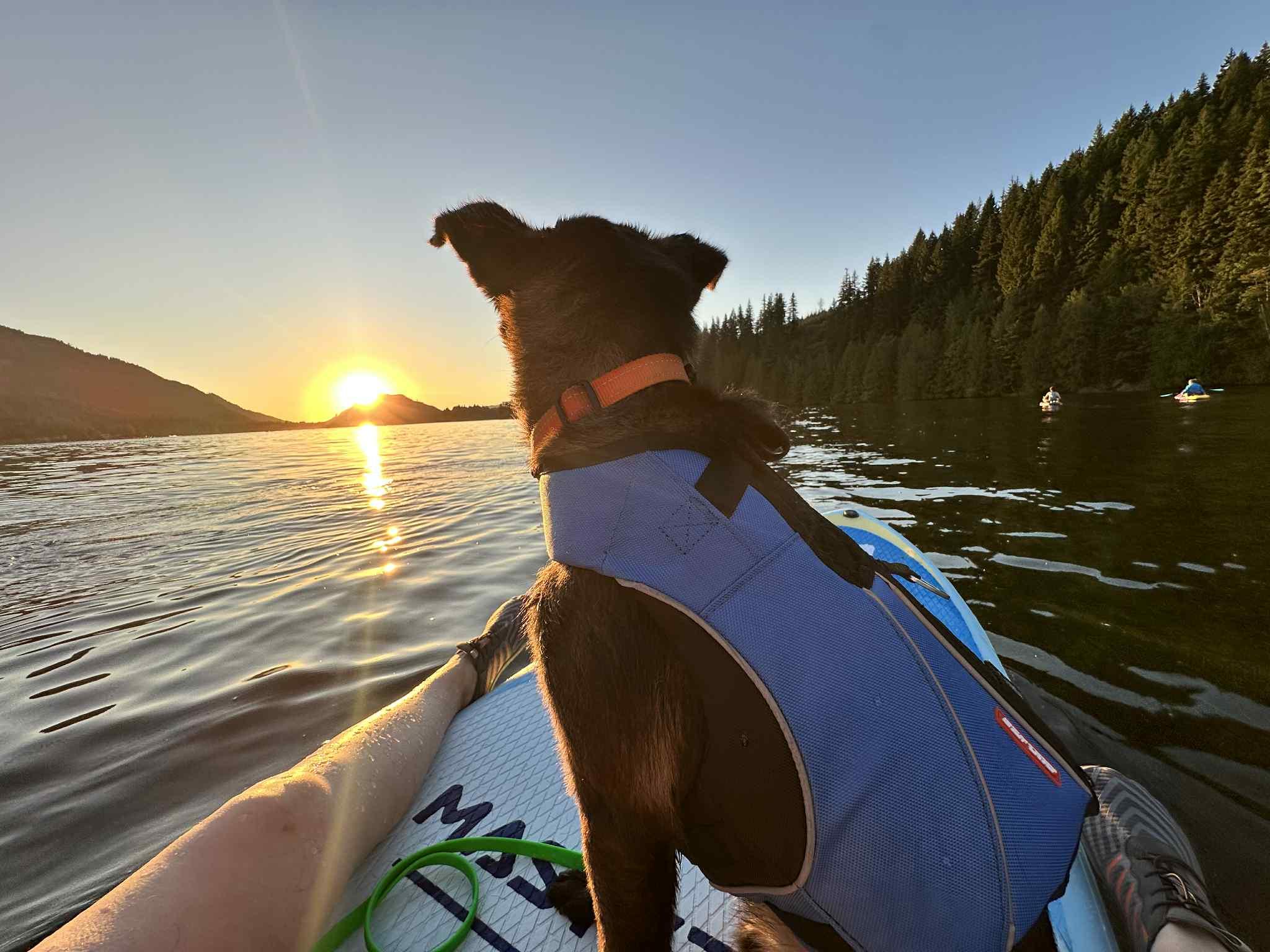 Rook, a Adoptable Belgian Shepherd / Malinois in Vancouver, WA image 4/6