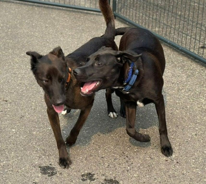 Rook, a Adoptable Belgian Shepherd / Malinois in Vancouver, WA image 5/6