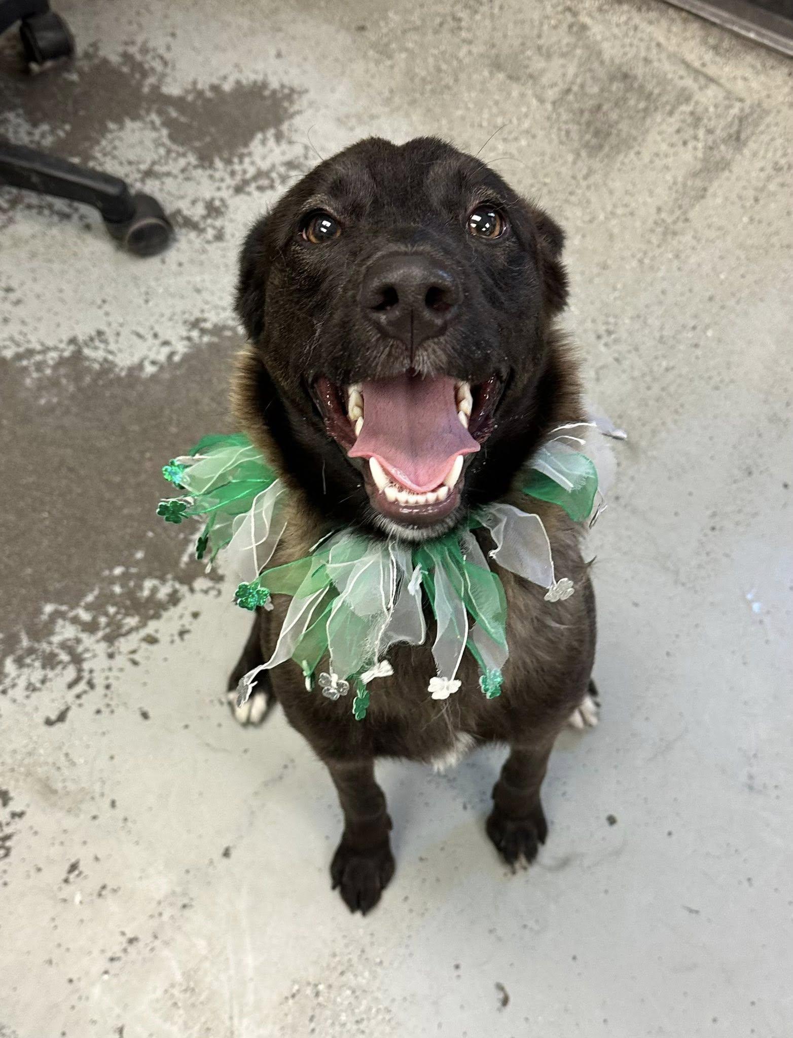Rook, a Adoptable Belgian Shepherd / Malinois in Vancouver, WA image 6/6