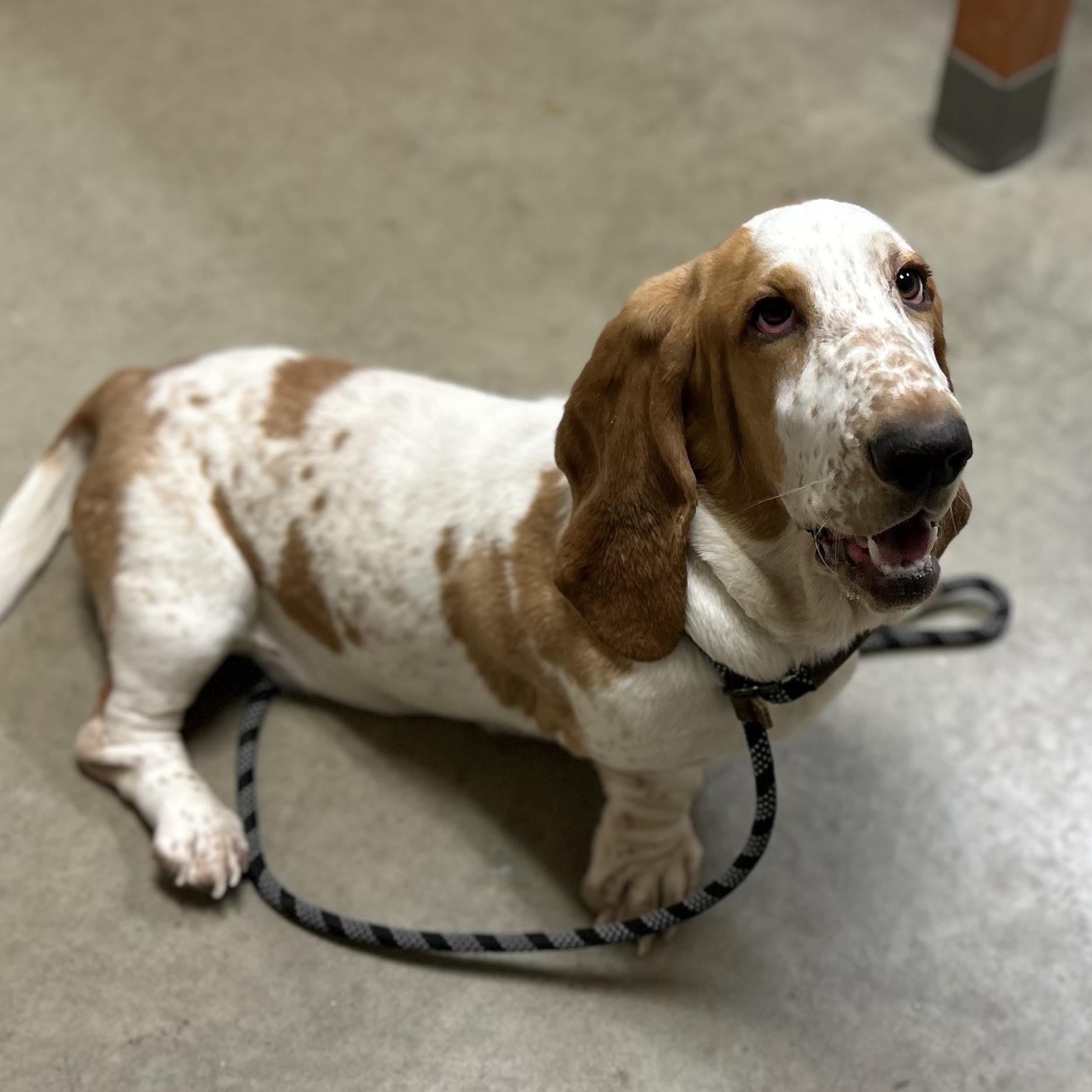 Nadine, adopted, Adult Female Basset Hound.