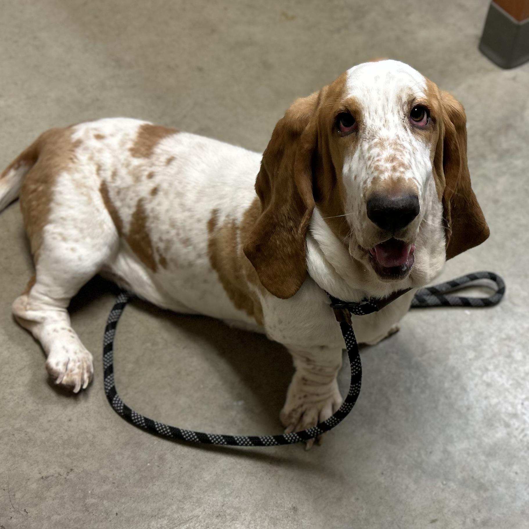 Enlarge Nadine, an adopted Basset Hound in Mason City, IA image 2/2