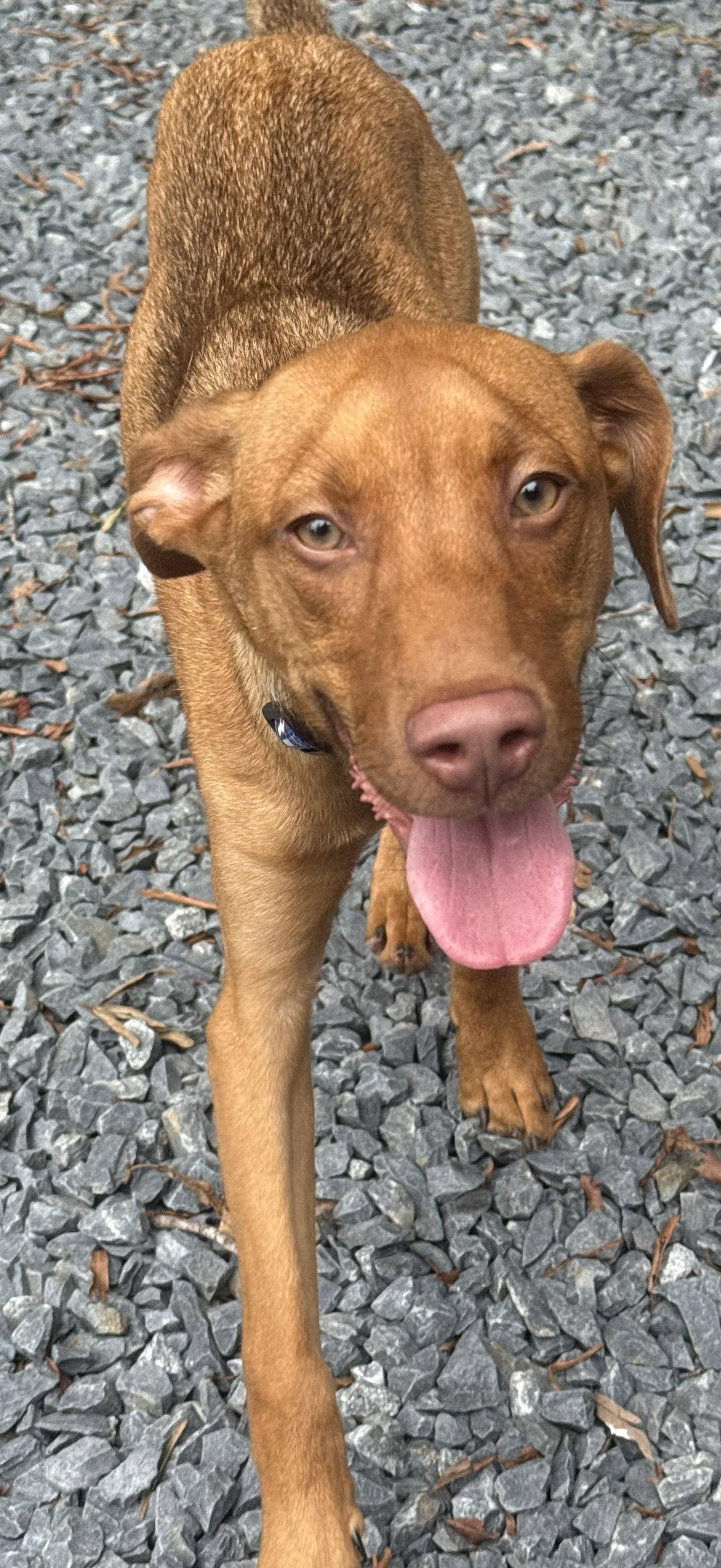 Enlarge Tripp, a Adoptable mixed breed in Albemarle, NC image 2/3