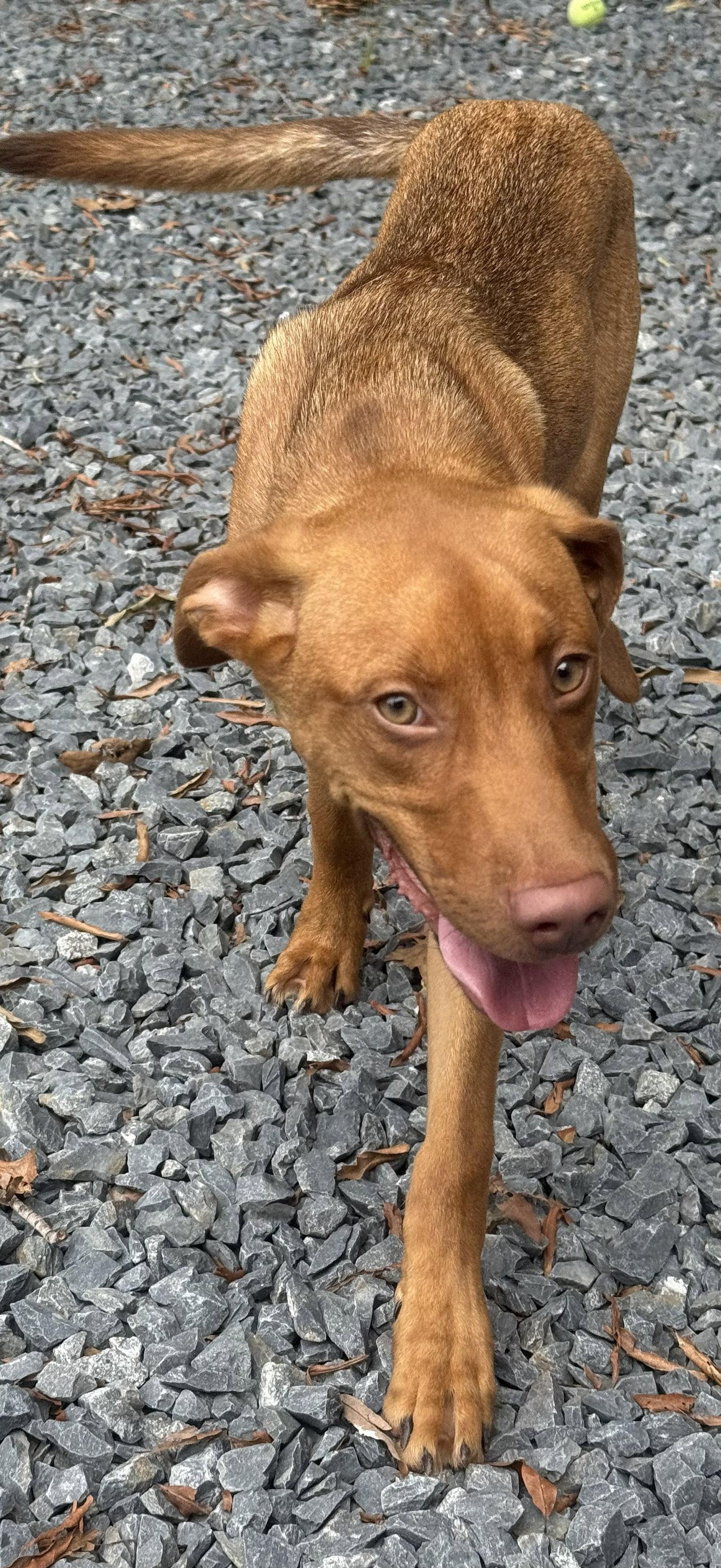 Enlarge Tripp, a Adoptable mixed breed in Albemarle, NC image 3/3