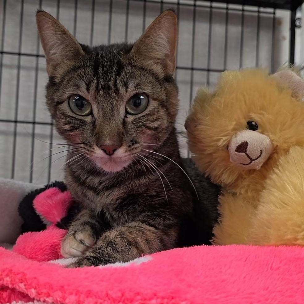 Mary, adopted, Adult Female Domestic Short Hair.