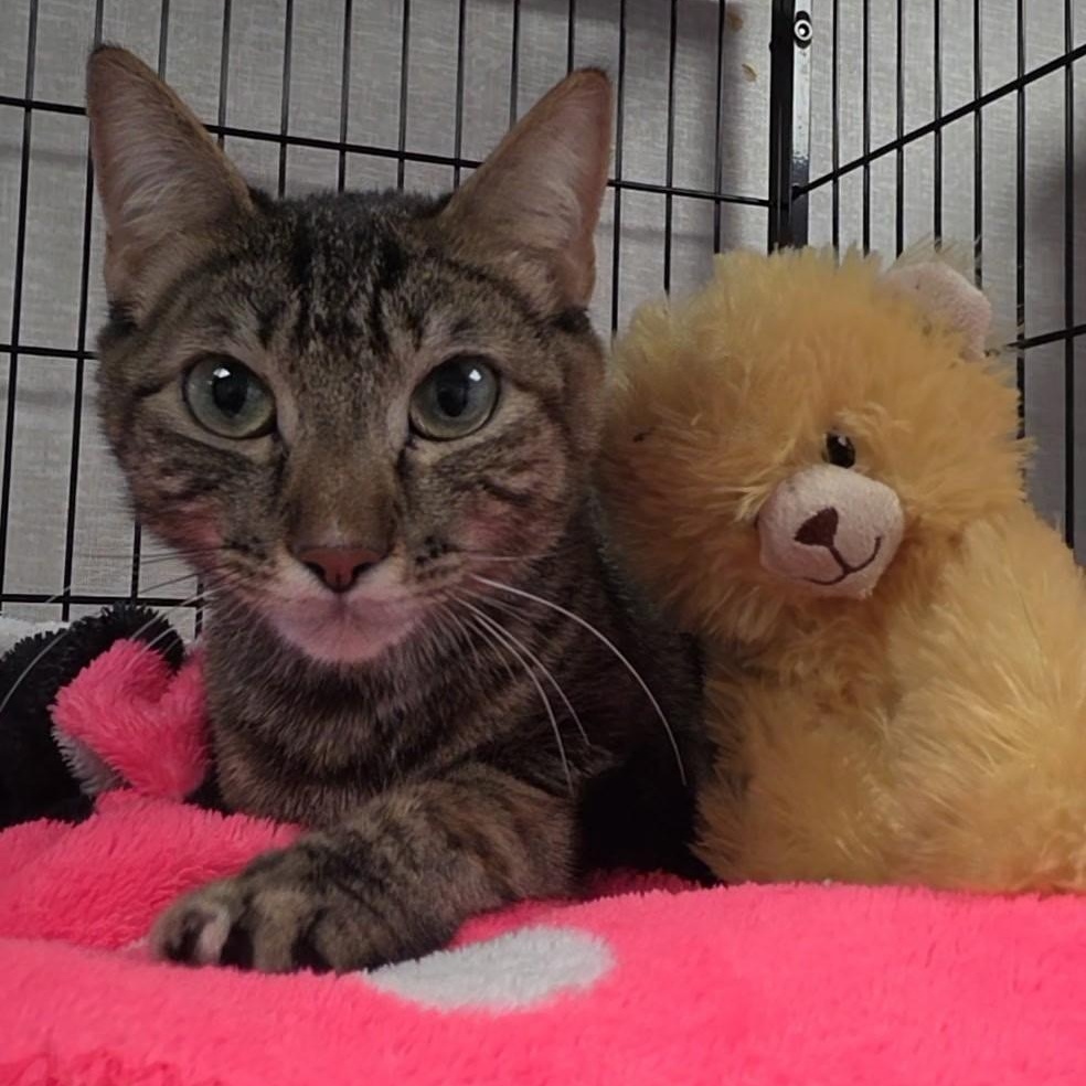 Mary, an adopted mixed breed in Smithtown, NY image 2/2