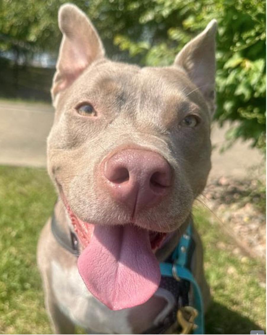 Melon, a ADOPTABLE mixed breed in Denver, CO image 4/6