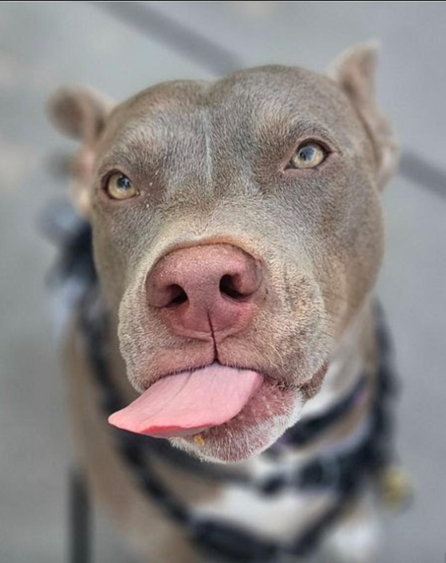Melon, ADOPTABLE, Young Female American Bully & Pit Bull Terrier.