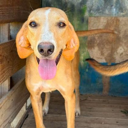 June Bug, Adoptable, Adult Female Hound.