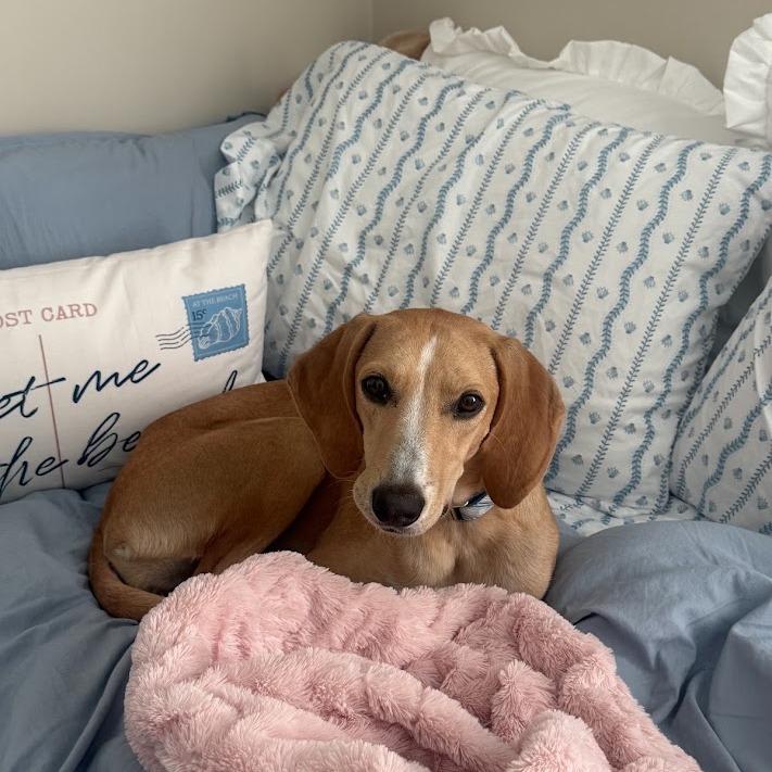 Enlarge June Bug, a Adoptable Hound in North Charleston, SC image 2/6