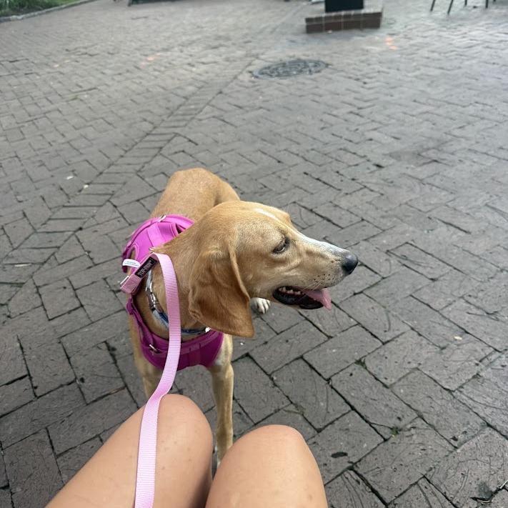 Enlarge June Bug, a Adoptable Hound in North Charleston, SC image 5/6