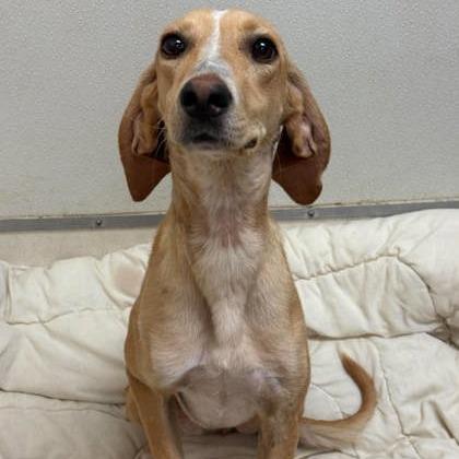 Enlarge June Bug, a Adoptable Hound in North Charleston, SC image 6/6