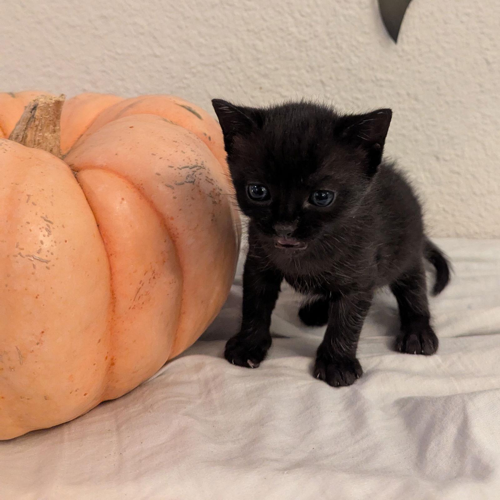 Enlarge Spice Cake, a Adoptable Domestic Short Hair in San Jose, CA image 1/3