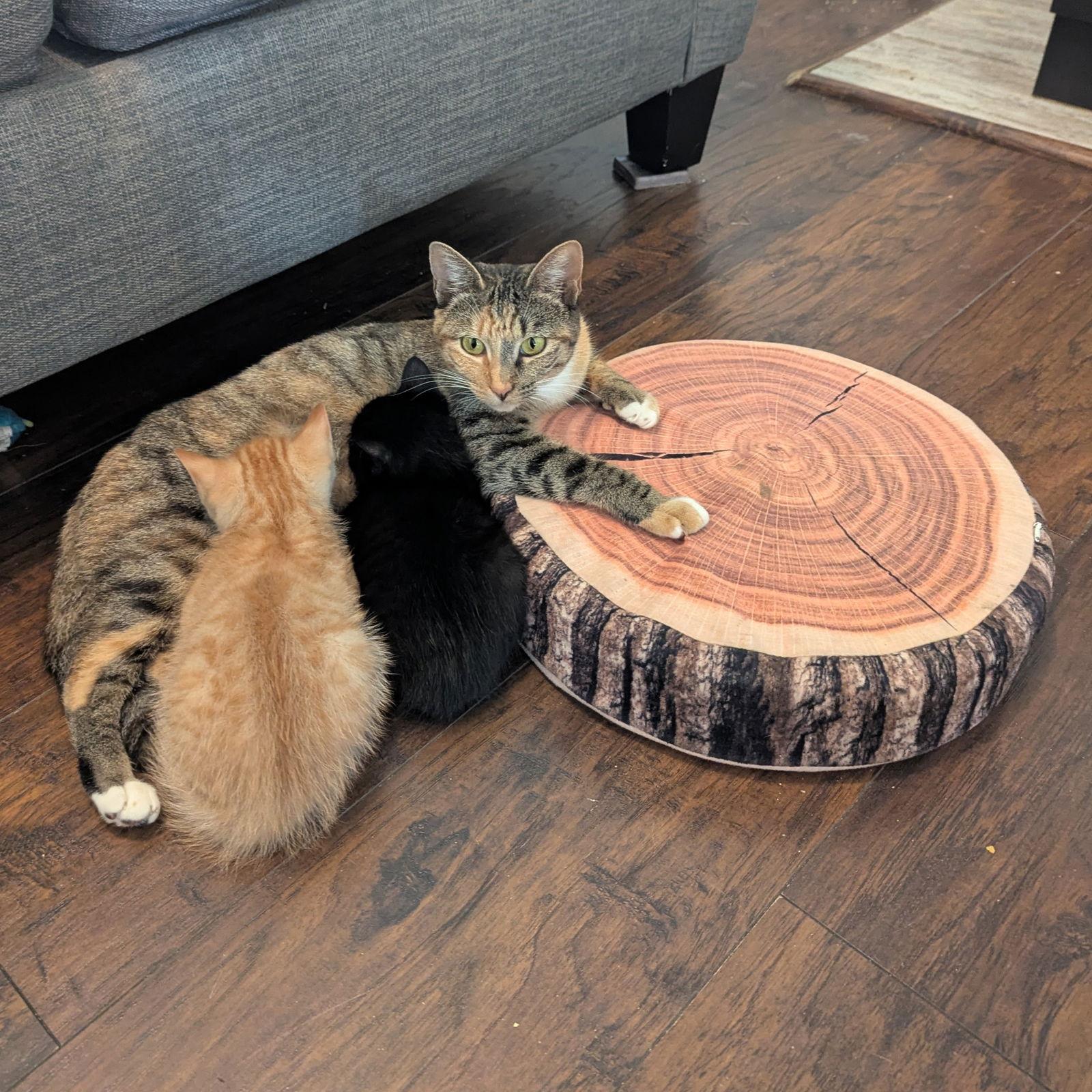 Spice Cake, a Adoptable Domestic Short Hair in San Jose, CA image 1/2