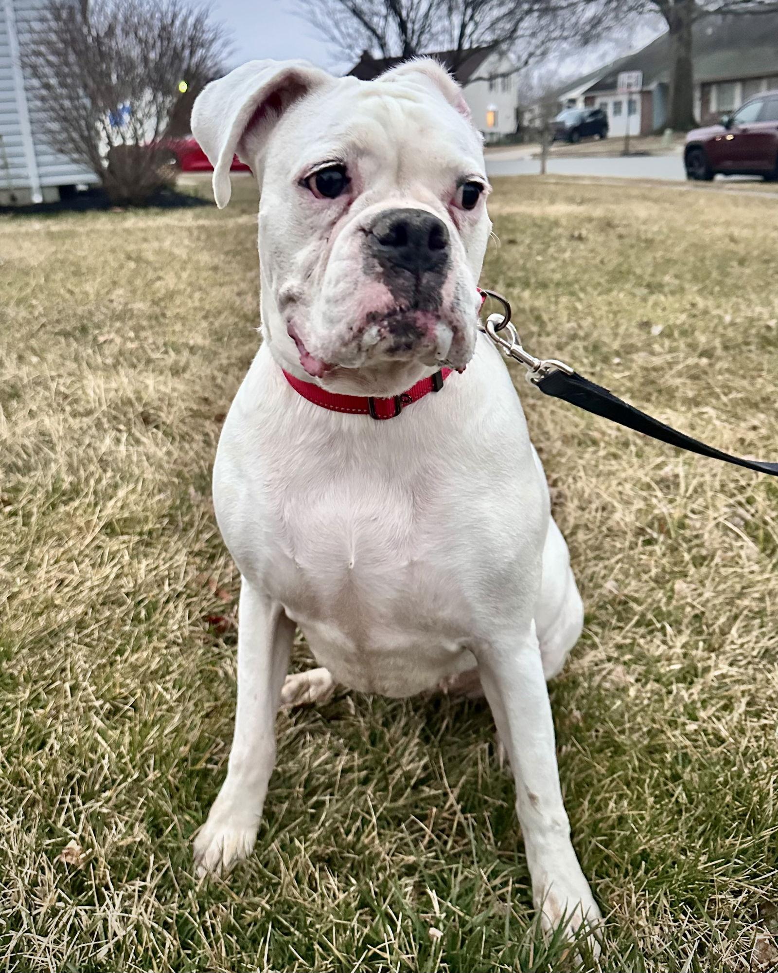 Enlarge Bonded - Lilly, a Adoptable Boxer in Monticello, NY image 1/3