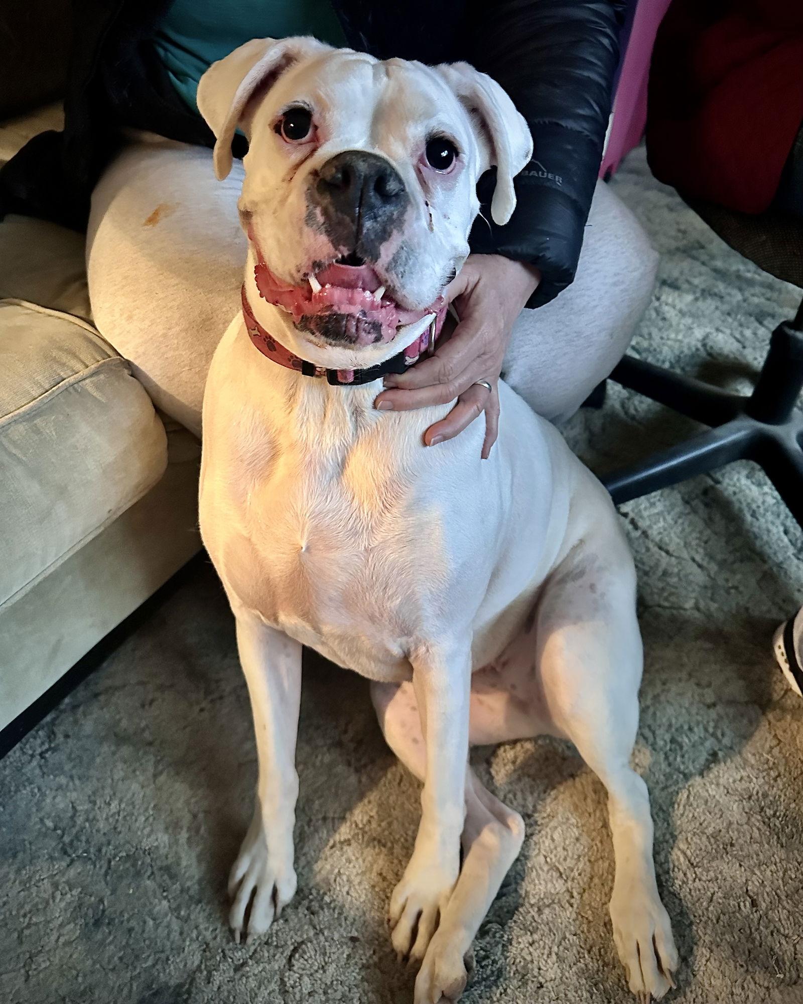 Enlarge Bonded - Lilly, a Adoptable Boxer in Monticello, NY image 3/3