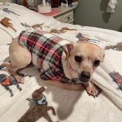 Enlarge Frida, a ADOPTABLE Chihuahua in Lexington, KY image 3/3