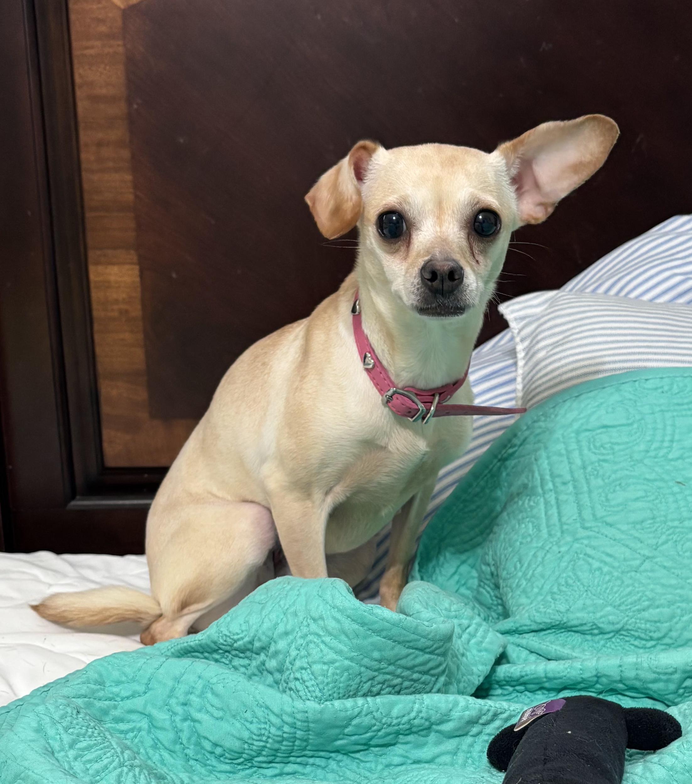 Enlarge Frida, a ADOPTABLE Chihuahua in Lexington, KY image 1/3