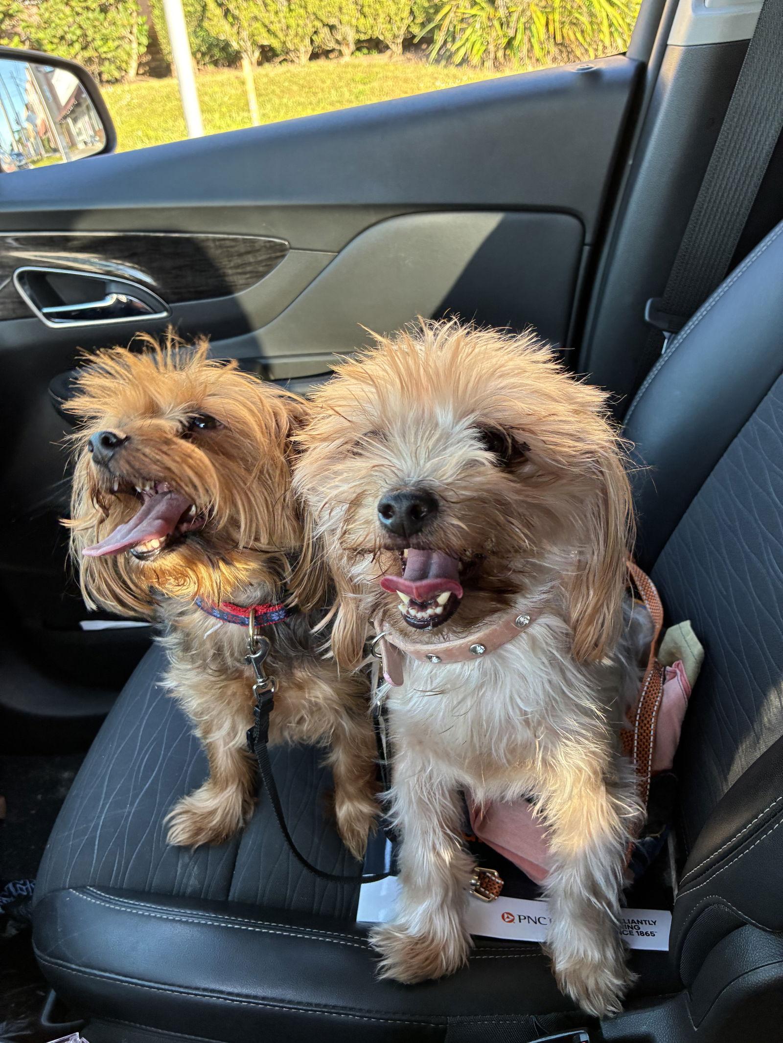 Lucy Bonded With Ethel thumbnail 3