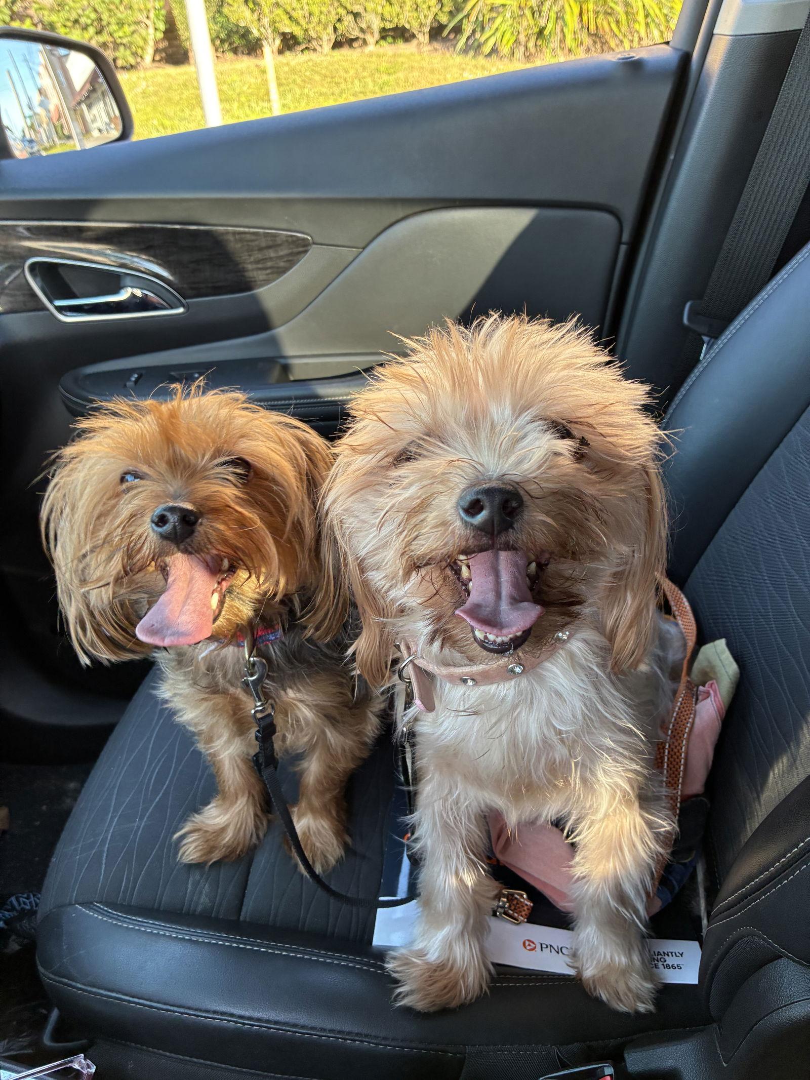 Lucy Bonded With Ethel thumbnail 4