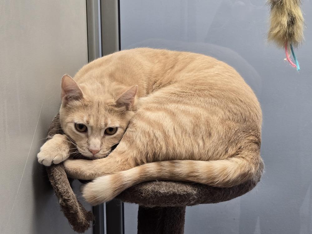 Enlarge Cassian, a Adoptable Domestic Short Hair in Anoka, MN image 1/6