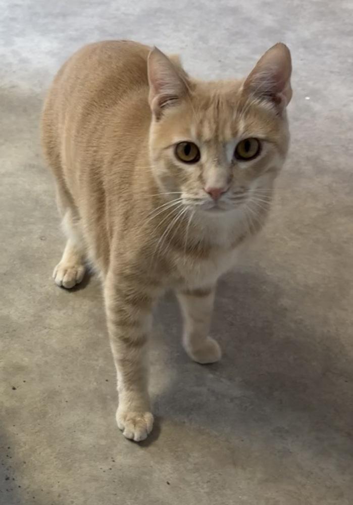Enlarge Cassian, a Adoptable Domestic Short Hair in Anoka, MN image 2/6