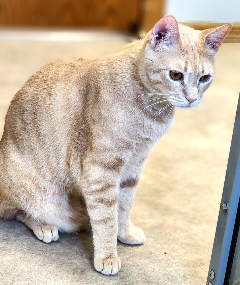 Enlarge Cassian, a Adoptable Domestic Short Hair in Anoka, MN image 3/6