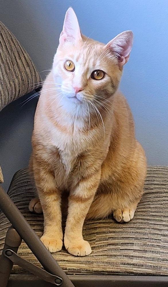 Enlarge Cassian, a Adoptable Domestic Short Hair in Anoka, MN image 4/6