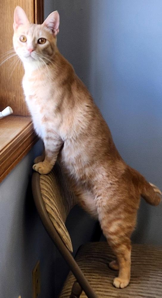 Enlarge Cassian, a Adoptable Domestic Short Hair in Anoka, MN image 5/6