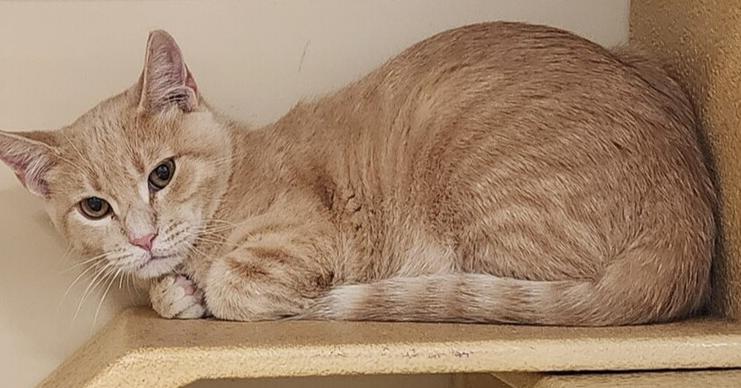 Enlarge Cassian, a Adoptable Domestic Short Hair in Anoka, MN image 6/6