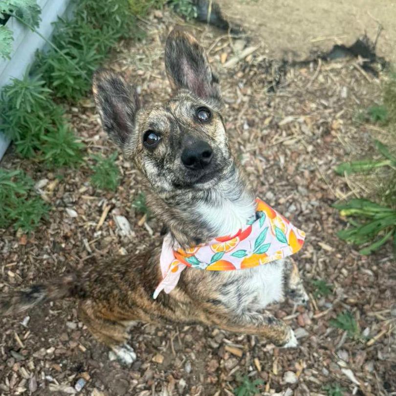 Baby, Adoptable, Adult Female Cardigan Welsh Corgi & Dachshund.