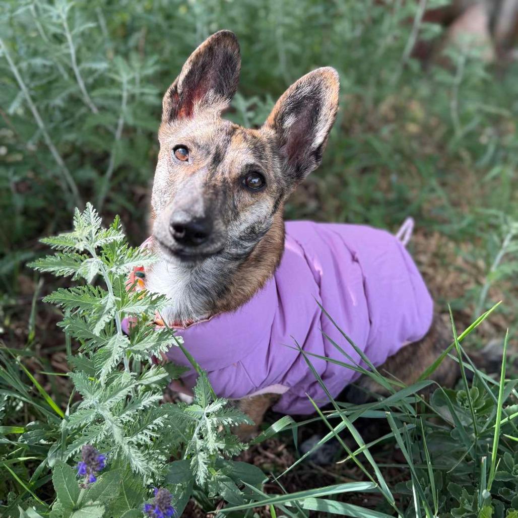 Baby, a Adoptable mixed breed in Laramie, WY image 3/3